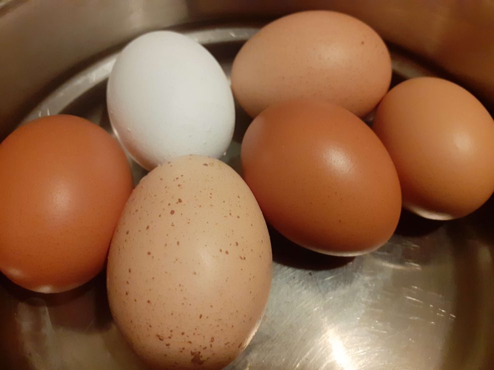 Free Range Eggs