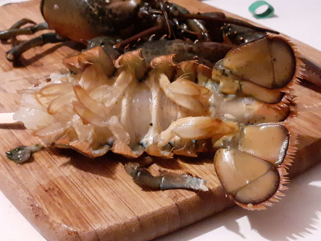 Lobster with Tail Skewered