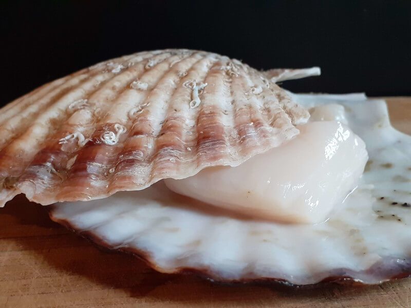 Scallop Shell
